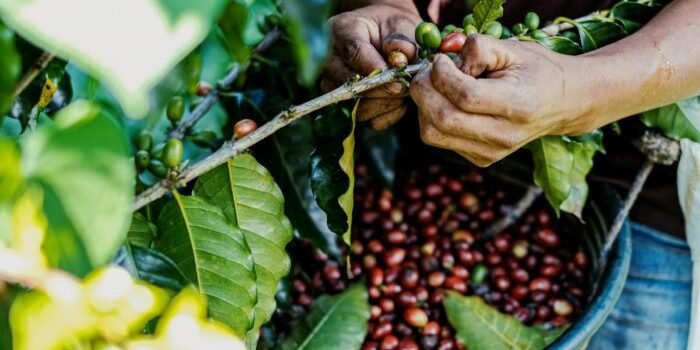 Best Philippine Coffee Beans and Where to Get Them – ThousandHotels.com